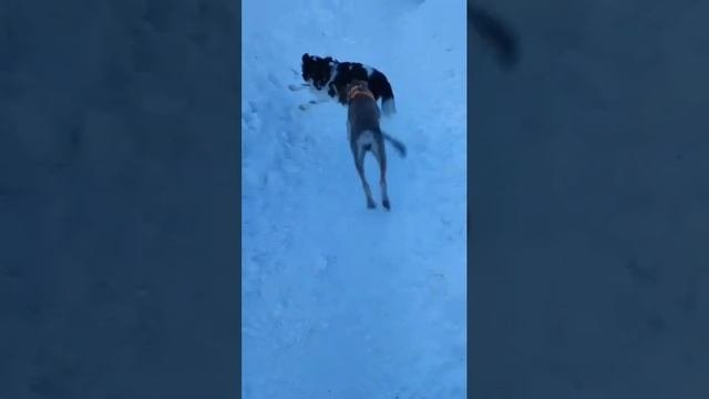 Кудряшка Сью