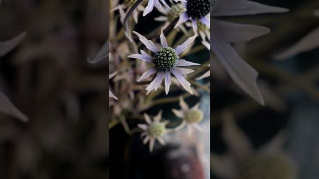 Синеголовник (чертополох) ручной работы из флористической полимерной глины (холодный фарфор) смотреть онлайн