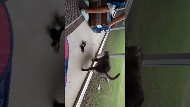 the cat in box game смотреть онлайн