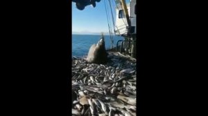 Морж и Рыбаки. Битва за рыбу