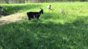 Наш Собакен первый раз поплыла - 2018-06-02 #Собакен #Боня #Плавание