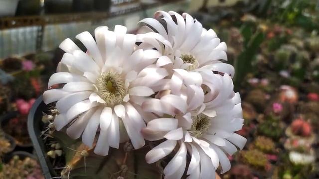 Cactus Gymcalycium Flowers - Gymnocalycium Variegata Collection смотреть онлайн