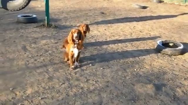 Выгул собак в черте города и на площадке для собак смотреть онлайн