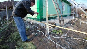 Подвязка винограда. Как подвязывать виноград