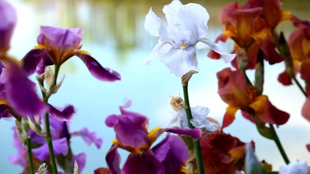 Ваш сад №51 - В гостях у Елены Троян смотреть онлайн