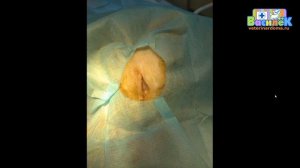 Заворот век у кошки