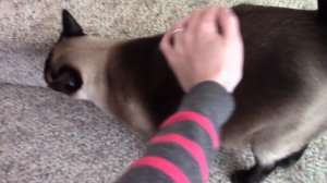 Две недели сиамского одиночества =^..^= СИАМСКИЕ КОШКИ