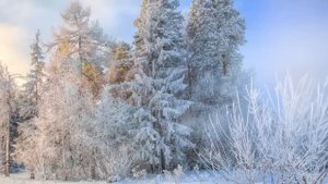 Как сделать так, чтобы не сердиться и не обижаться? Священник Александр Ельчанинов.