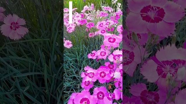 Гвоздика Альпийская.?(alpine carnation)