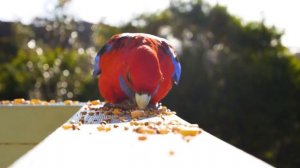 Morning in Australia. Forest sounds and birdsong. Sounds of Nature. Forest noise.