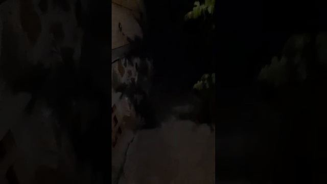 это невозможно, моя сестра засняла призрака!