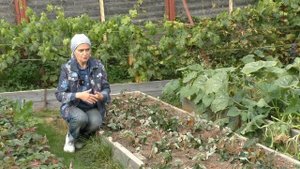 Это нужно сделать с клубникой осенью