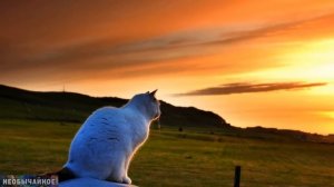 Кошачье Зрение. Как на Самом Деле Вы Выглядите Для Своей Кошки. Как Кошки Видят Мир? ¤ НЕОБЫЧАЙНОЕ