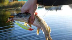 РЫБАЛКА для НОВИЧКОВ на ЩУКУ и ОКУНЯ на СПИННИНГ с ВОБЛЕРАМИ и ДЖИГОМ на ОЗЕРЕ