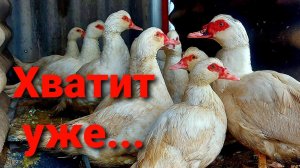 УТКИ продолжают ЭТО делать.  Ремонтируем тачку и колодец. Гаджет для самогонного аппарата.