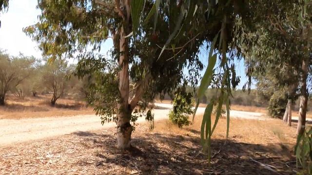 Эвкалипт цветёт.Банщики вам сюда.Природа Израиля. смотреть онлайн