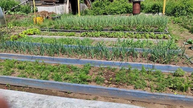 ОГОРОД В ИЮНЕ: огурцы, помидоры, капуста, клубника ☀️? смотреть онлайн