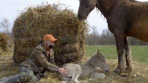Как выглядит серебристо-вороная масть проекта "Русская серебристая"