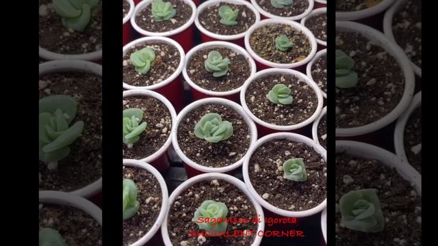 Graptoveria Lovely Rose Propagation смотреть онлайн