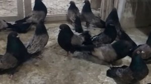 Кировоградские голуби.Сиреневые И Ржавые.