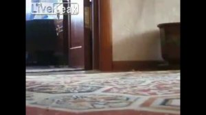 Кот злится.The cat is angry.