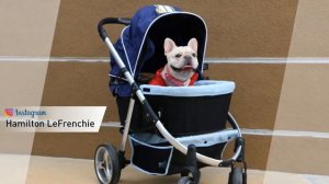 Прогулочная коляска для животных