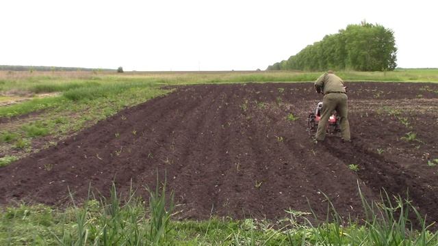 Боронование картофеля мотоблоком