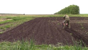 Боронование картофеля мотоблоком