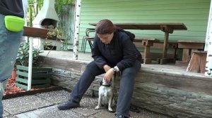 ДТ - 153. Кусачий щенок мопса.