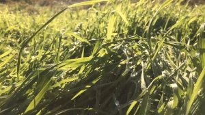 Декабрь 2017 (Тихорецкий район, станица Отрадная)