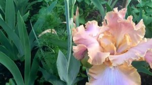 IRIS//ИРИСЫ//КРУЖЕВНОЙ СОРТ//СЕЛЕКЦИЯ ВОРОШИЛОВА А. Б СОРТ ГЛЮКОЗА//САД ВОРОШИЛОВЫХ//сезон 2021 май