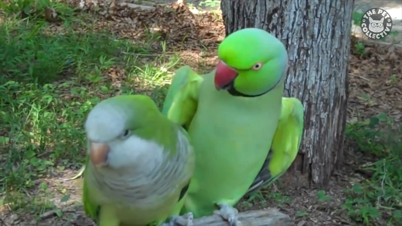 кокетливые птицы | Подборка смешных видео с забавными птицами 2023 смотреть онлайн