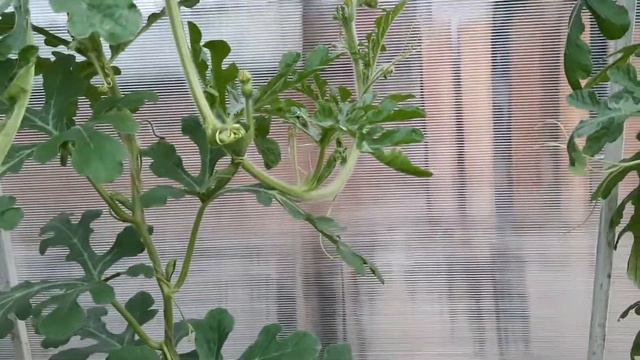 Ответ на вопрос:"Почему опадает завязь у арбузов?" смотреть онлайн