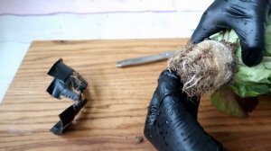 Как вырастить ЗЕЛЕНЬ зимой на ПОДОКОННИКЕ без ФИТОЛАМП