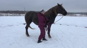 О "языке тела" или потанцуем с лошадью!