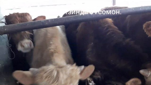 Букачахои Сементал фуруши дар шахри Хучанд.16.01.2020.