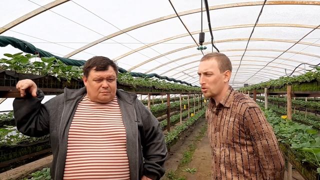 Зимне-весенняя посадка фриго - можно ли получить урожай? смотреть онлайн