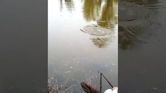 Карповая рыбалка в сочи