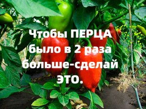 ЧТОБЫ ПЕРЦА БЫЛО В 2 РАЗА БОЛЬШЕ- ОБЯЗАТЕЛЬНО СДЕЛАЙТЕ ЭТО.