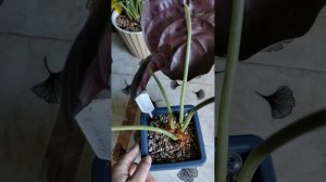 #нужно ли удалять цветоносы у алоказий#алоказии полли#алоказия рэд сикрет #