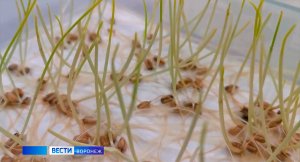 Специалисты Воронежского филиала ФГБУ «Центр оценки качества зерна» проверили семена перед посевной