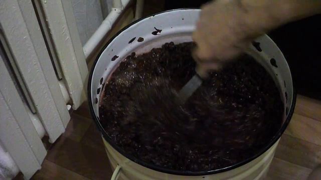 Готовлю закваску для вина из винограда Изабелла