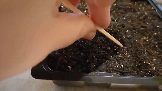 Виола или Анютины глазки из семян смотреть онлайн