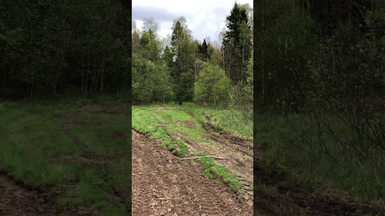 Медвежонок заблудился в лесу