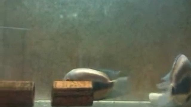 Уару чернопятнистый (Uaru amphiacanthoides)