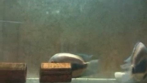 Уару чернопятнистый (Uaru amphiacanthoides)