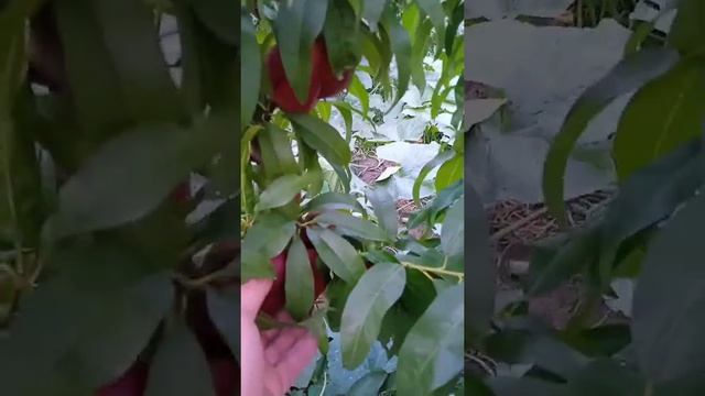 Новинка! Інжирний нектарин Оріола. Nectarine Oriola. Відео від  покупця.