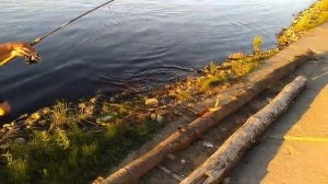 Пришёл - поймал - ушёл!!! Ловля на реке Сухона...