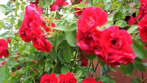 Роза цвета пламени