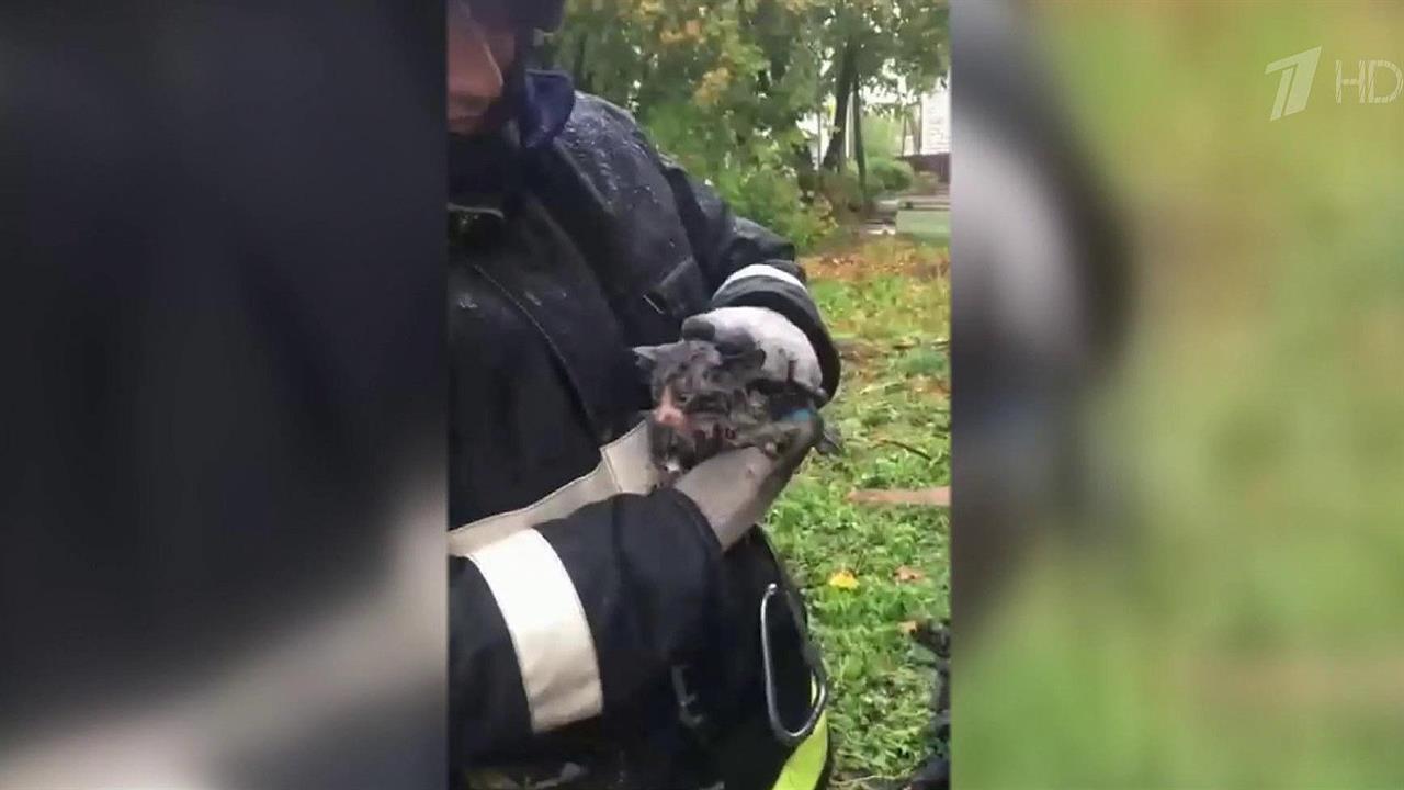 Операция по спасению котенка развернулась под Санкт-Петербургом